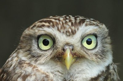 Steenuil - little owl - Athene noctua