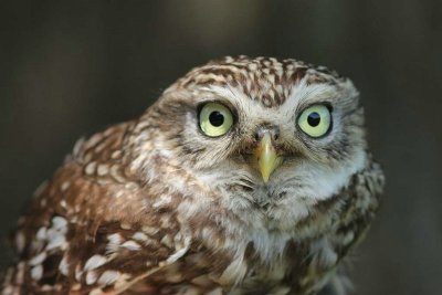 Steenuil - little owl - Athene noctua