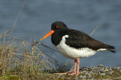 Scholekster - oystercatcher - Haematopus ostralegus