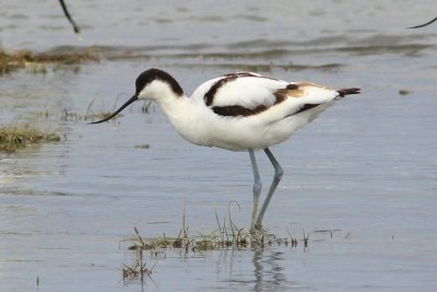 Kluut - Avocet - Recurvirostra avosetta