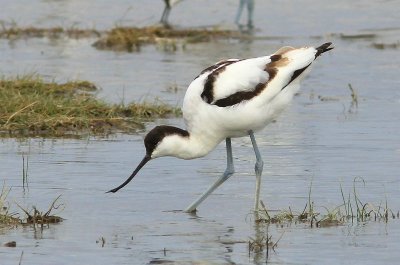 Kluut - Avocet - Recurvirostra avosetta