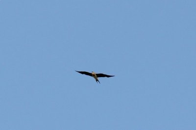 Steppevorkstaartplevier - Black-winged Pratincole - Glareola nordmanni