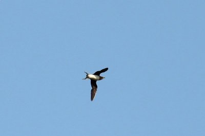 Steppevorkstaartplevier - Black-winged Pratincole - Glareola nordmanni