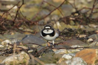 Kleine plevier - Little ringed plover - Charadrius dubius