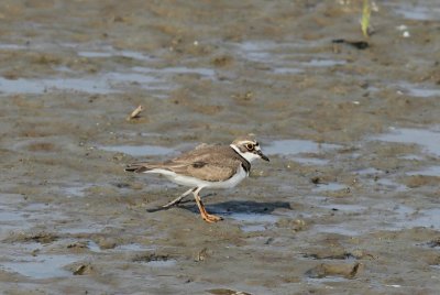 Kleine plevier - Little ringed plover - Charadrius dubius