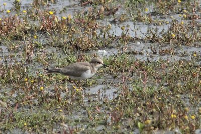 Kleine plevier - Little ringed plover - Charadrius dubius