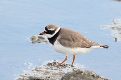 Bontbekplevier - Ringed plover - Charadrius hiaticula