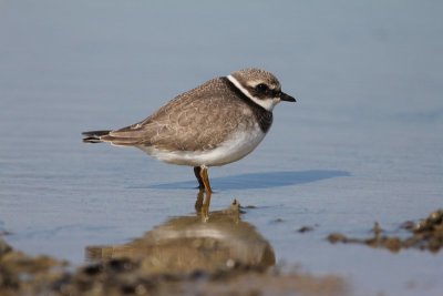 Bontbekplevier - Ringed plover - Charadrius hiaticula