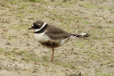 Charadrius hiaticula tundrae - Bontbekplevier - common ringed plover