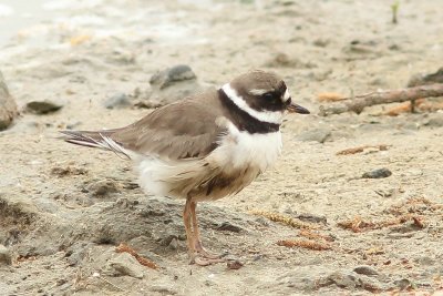 Charadrius hiaticula tundrae - Bontbekplevier - common ringed plover
