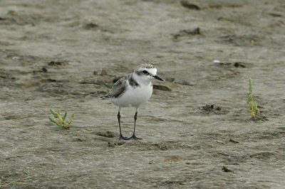 Strandplevier - Kentish plover - Charadrius alesandrinus
