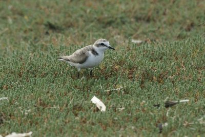 Strandplevier - Kentish plover - Charadrius alesandrinus