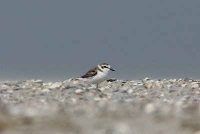 Strandplevier - Kentish plover - Charadrius alesandrinus