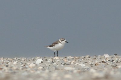 Strandplevier - Kentish plover - Charadrius alesandrinus