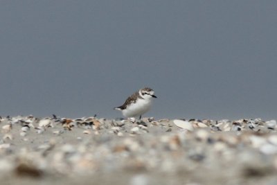Strandplevier - Kentish plover - Charadrius alesandrinus