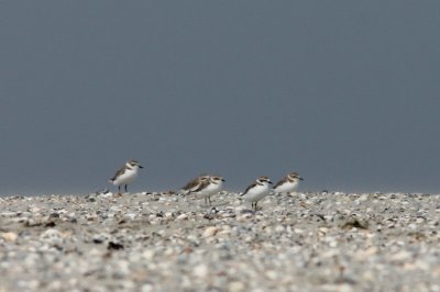 Strandplevier - Kentish plover - Charadrius alesandrinus