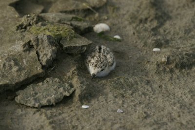 Strandplevier - Kentish plover - Charadrius alesandrinus