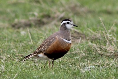Morinelplevier - Eurasian dotterel - Charadrius morinellus
