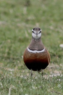 Morinelplevier - Eurasian dotterel - Charadrius morinellus