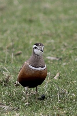 Morinelplevier - Eurasian dotterel - Charadrius morinellus