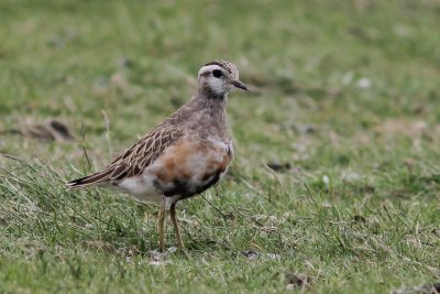 Morinelplevier - Eurasian dotterel - Charadrius morinellus