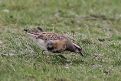 Morinelplevier - Eurasian dotterel - Charadrius morinellus