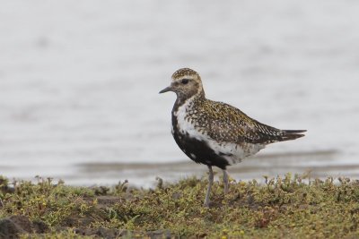 Goudplevier - Golden plover - Pluvialis apricaria