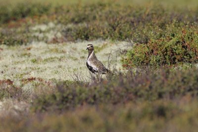 Goudplevier - Golden plover - Pluvialis apricaria