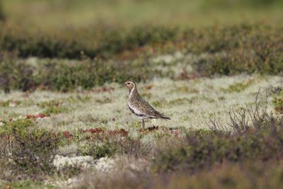 Goudplevier - Golden plover - Pluvialis apricaria