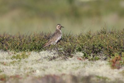 Goudplevier - Golden plover - Pluvialis apricaria