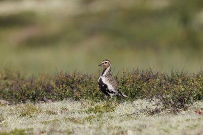 Goudplevier - Golden plover - Pluvialis apricaria