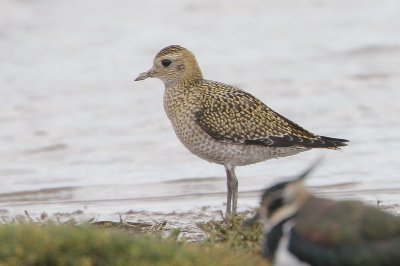 Goudplevier - Golden plover - Pluvialis apricaria