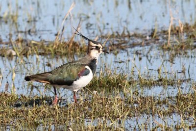 Kievit - Lapwing - Venellus vanellus