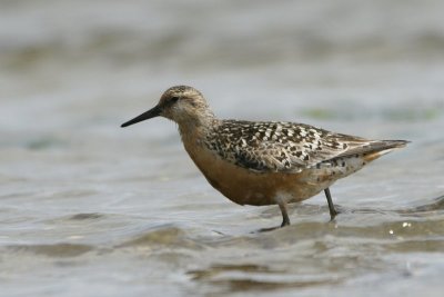 Kanoet - Knot - Caldris canutus