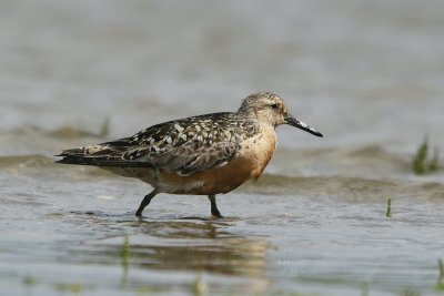 Kanoet - Knot - Caldris canutus
