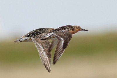 Kanoet - Knot - Caldris canutus