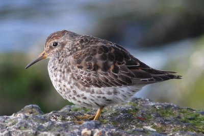 Paarse strandloper - Purple sandpiper - Calidris maritima