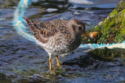 Paarse strandloper - Purple sandpiper - Calidris maritima