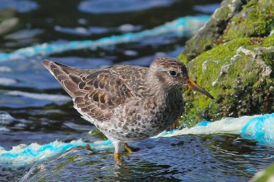 Paarse strandloper - Purple sandpiper - Calidris maritima