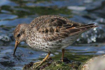 Paarse strandloper - Purple sandpiper - Calidris maritima