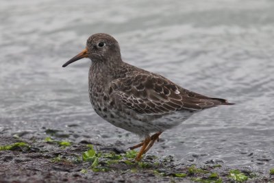 Paarse strandloper - Purple sandpiper - Calidris maritima