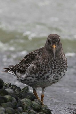 Paarse strandloper - Purple sandpiper - Calidris maritima