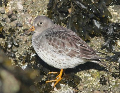 Paarse strandloper - Purple sandpiper - Calidris maritima