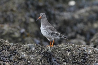 Paarse strandloper - Purple sandpiper - Calidris maritima