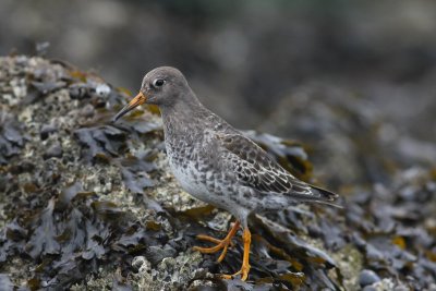 Paarse strandloper - Purple sandpiper - Calidris maritima
