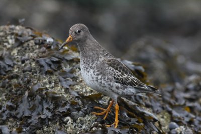 Paarse strandloper - Purple sandpiper - Calidris maritima