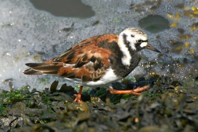 Steenloper -Ruddy turnstone - Arenaria interpres