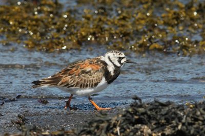 Steenloper -Ruddy turnstone - Arenaria interpres