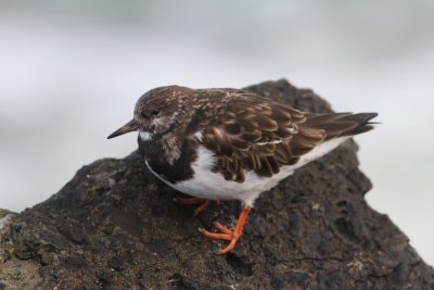 Steenloper -Ruddy turnstone - Arenaria interpres