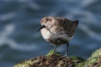 Bonte strandloper - Dunlin - Calidris alpina